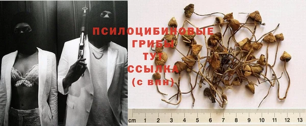 стаф Аркадак